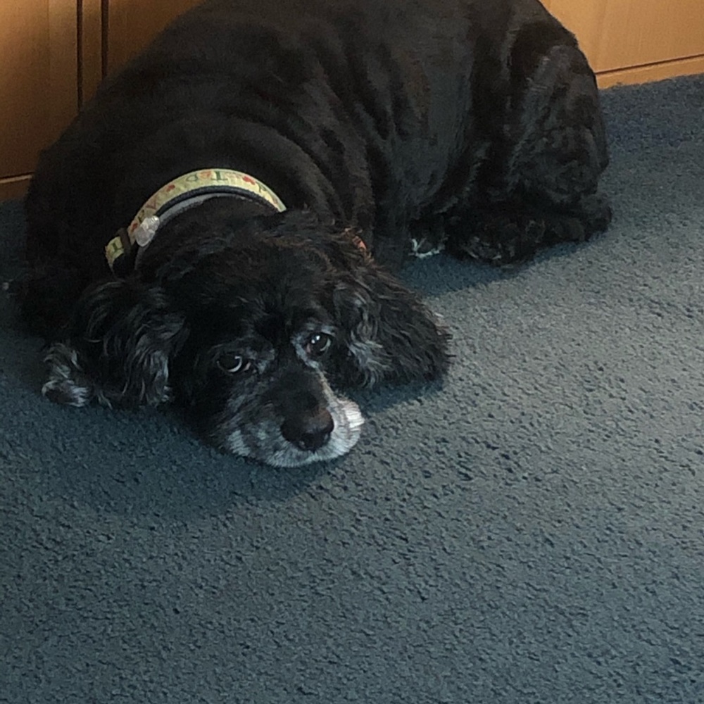 Meet your Posher, Ken